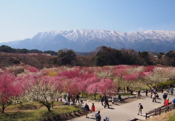 いなべ市梅林公園