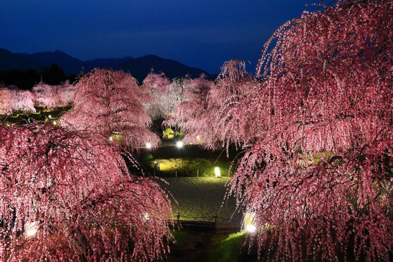 鈴鹿の森庭園ライトアップ